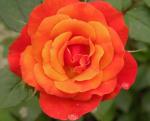 "Firestorm" mini rose