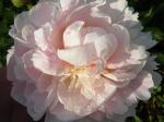 pale pink peony