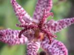 Blue toad lily