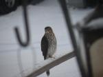 Sharpshinned hawk?