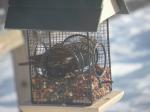 grackle stuck in feeder