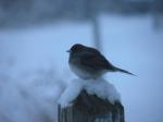 DarkEyed Junco