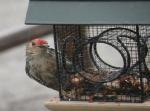 Red Bellied woodpecker