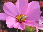 Bee on a cosmo...