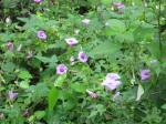 Wild Morning Glories