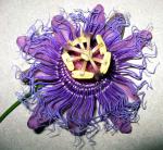 Passion Flower