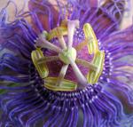 Passion Flower - close up