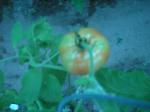 tomato ripining