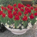 Spring Red Tulips - Brecks