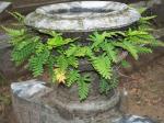 Cool little urn fern