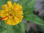 YELLOW ZINNIA