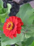 RED ZINNIAS