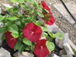 Rose of sharon