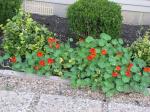 Nasturium