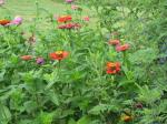ZINNIA GARDEN