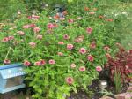 More ZINNIAS