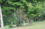 Side Yard