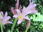 Naked Lady