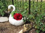 ROSE SWAn