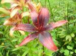 The red "Tango"-lily.