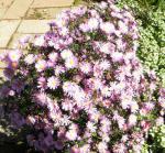 asters from 1st plant exchange