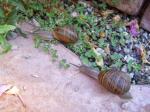 Snails in Vegas