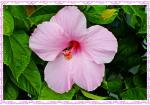 Pink single hibiscus