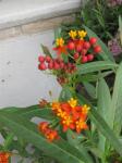 Butterfly weed...