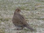 Mourning Dove