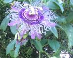 Passion Flowers