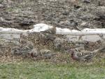 Common Redpoll