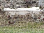 Common Redpoll