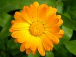 calendula