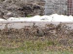 Common Redpoll