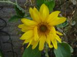 Sunflower (courtesy of the birds!)