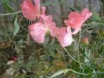 Sweet pea (one of many colours still blooming)